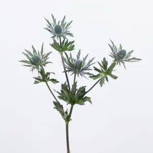 [20221] Eryngium Orion Questar