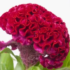[20224] Celosia C Act Zara 