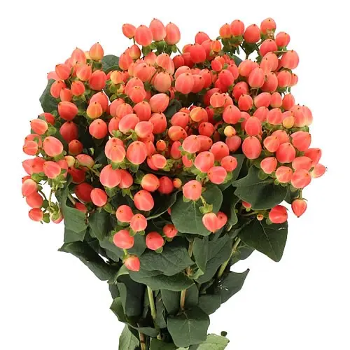 [20227] Hypericum Magical Royal Princess