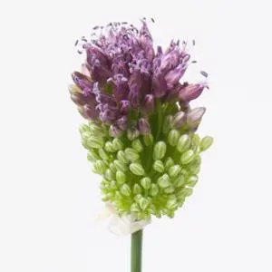 [20229] Allium Sphaerocephal