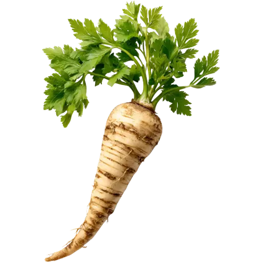 [63209] Petersilienwurzel