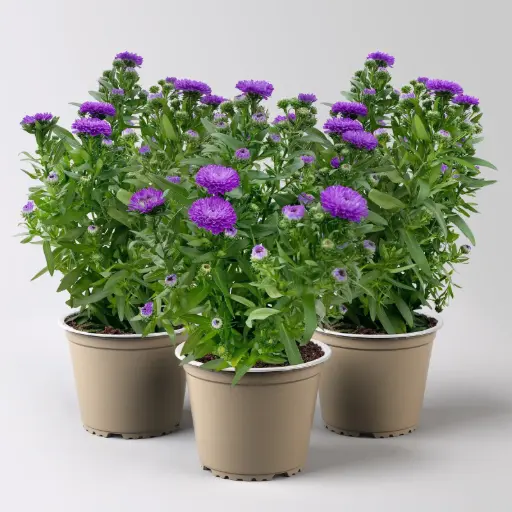 [90230] Neubelgische Aster