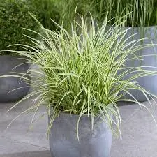 [90231] Gräser (immergr.)