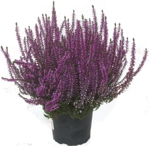 [90232] Caluna, lila 10.5