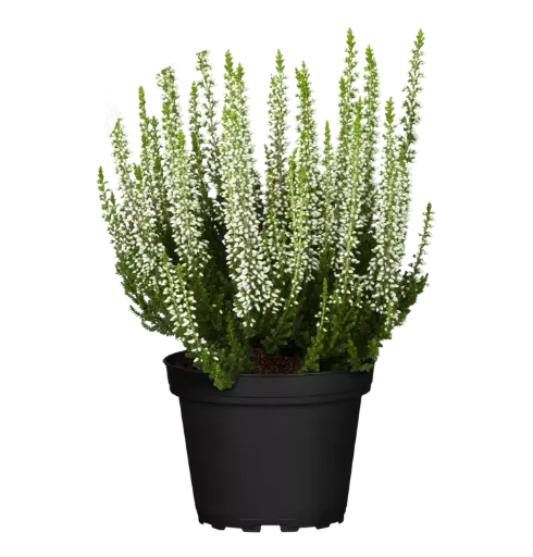 [90233] Caluna, weiß 10.5