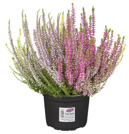 [90237] Caluna Trio Girls