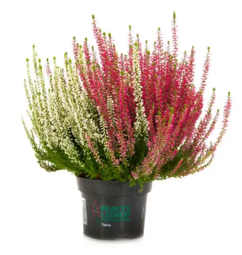 [90238] Caluna Twins