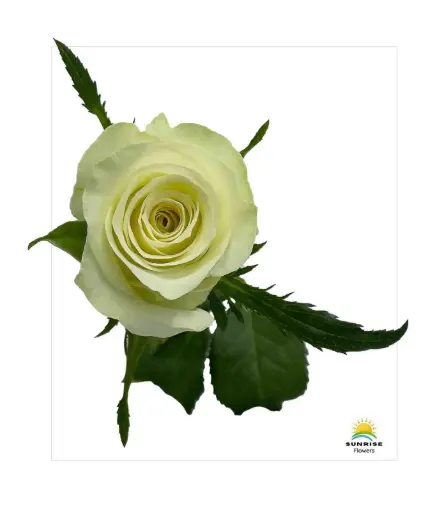 [20317] Rose, Alpe Dhuez